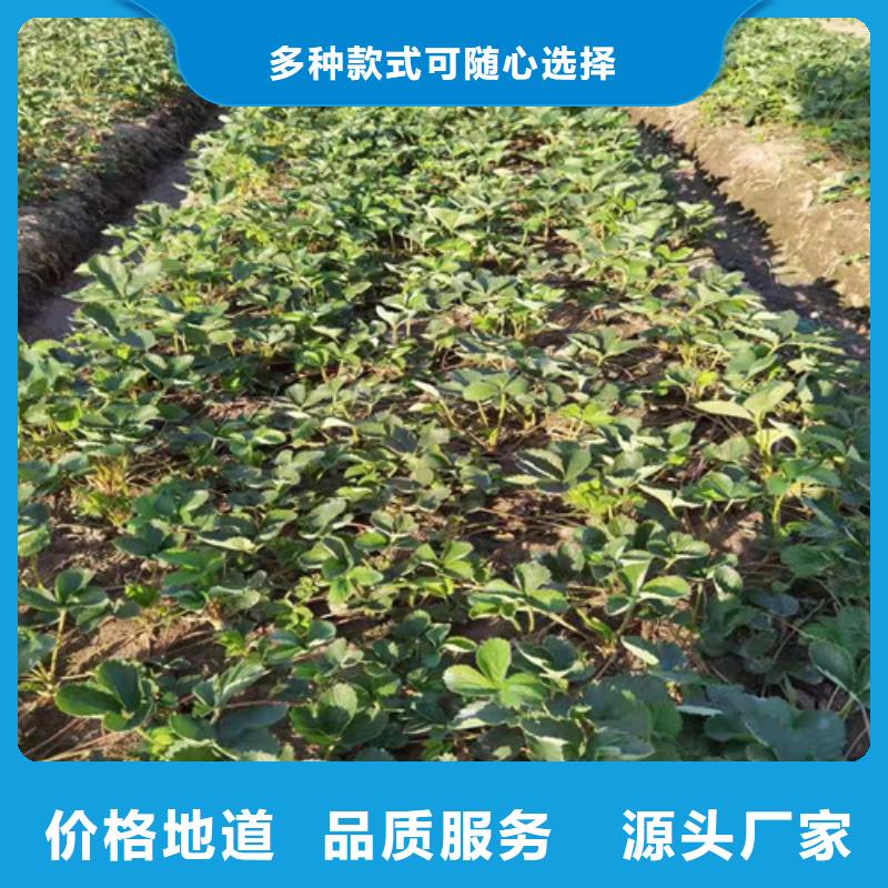 草莓苗大量现货供应型号齐全