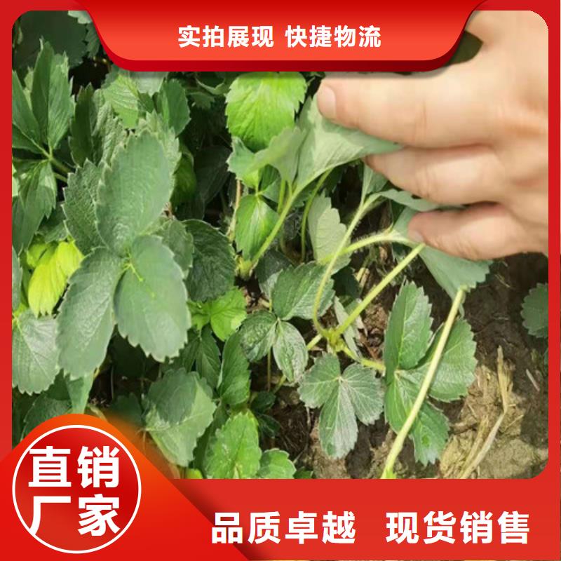 草莓苗【花椒苗】真材实料同城制造商