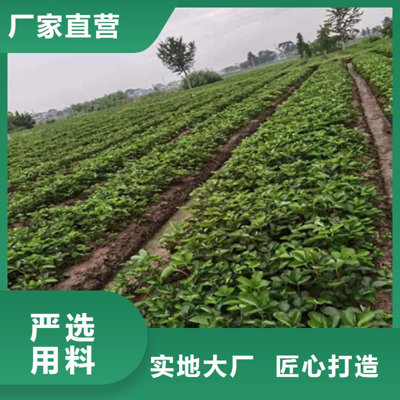 草莓苗棠梨苗一站式厂家讲信誉保质量