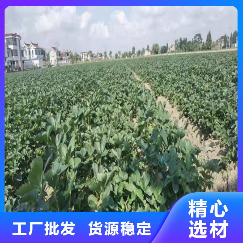 草莓苗_黄金蜜桃苗工期短发货快支持加工定制