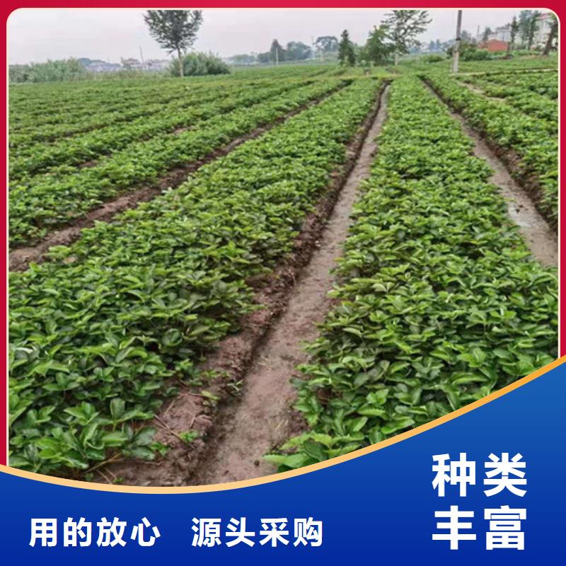 草莓苗_【甜茶苗】品质商家支持批发零售