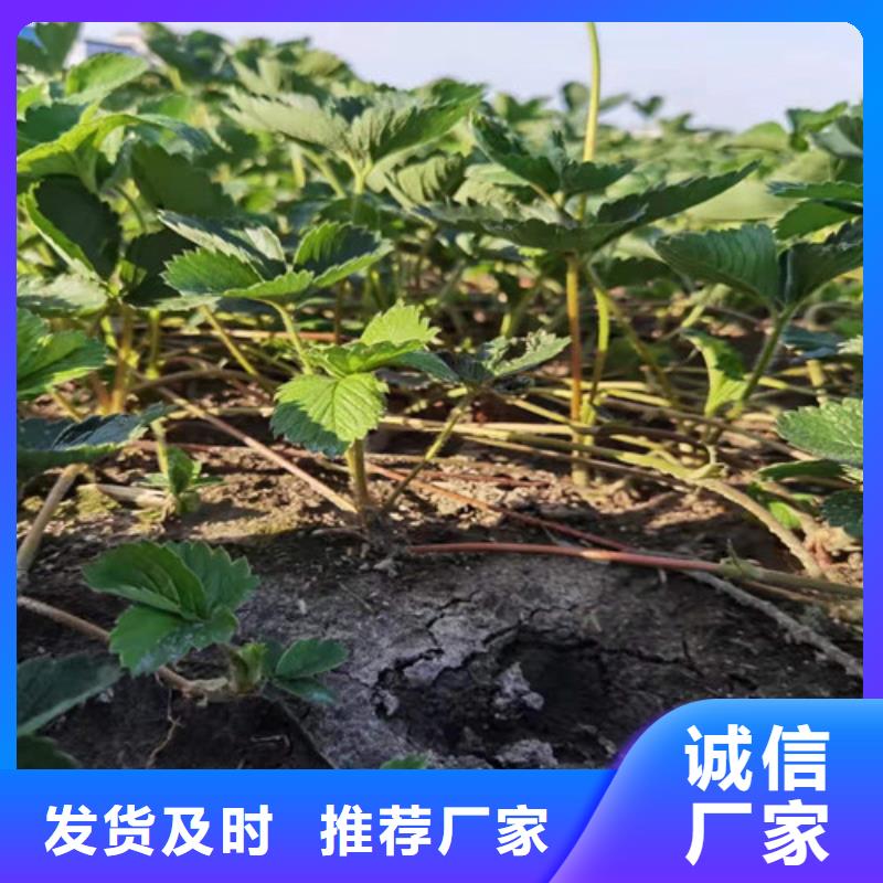 草莓苗无花果苗厂家批发价本地供应商