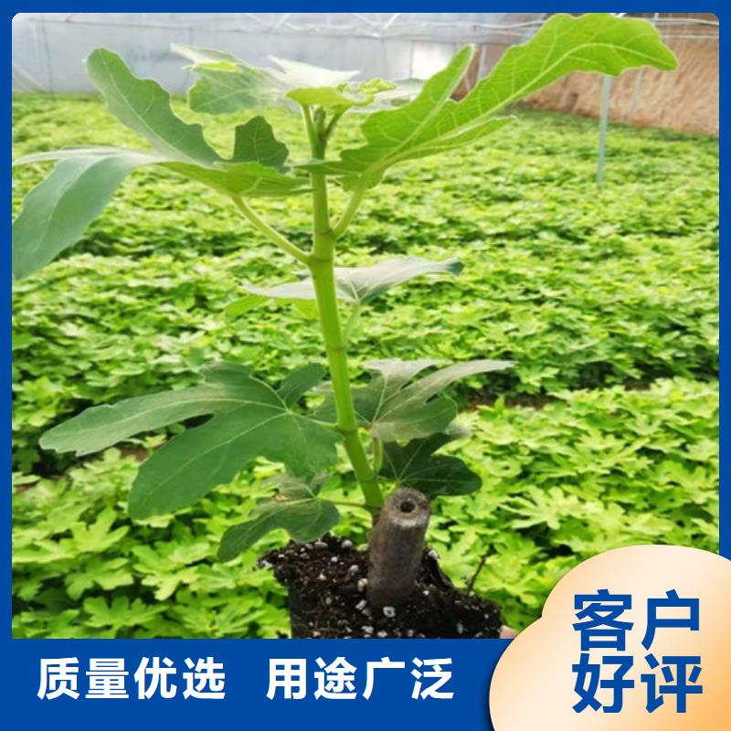 无花果梨树苗品质过硬现货直发