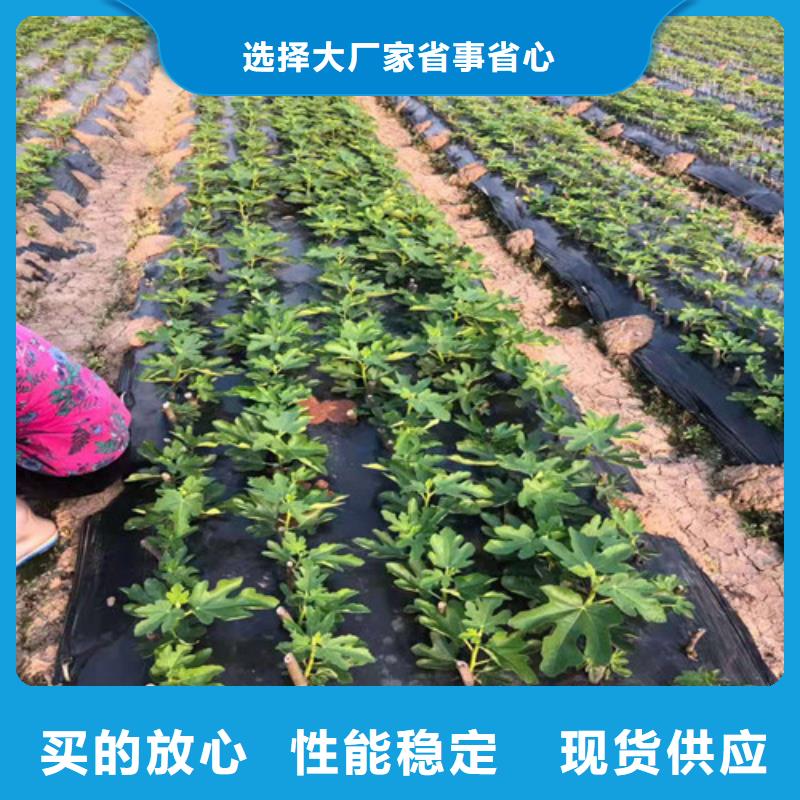 无花果大棚草莓苗源厂供货专注细节更放心