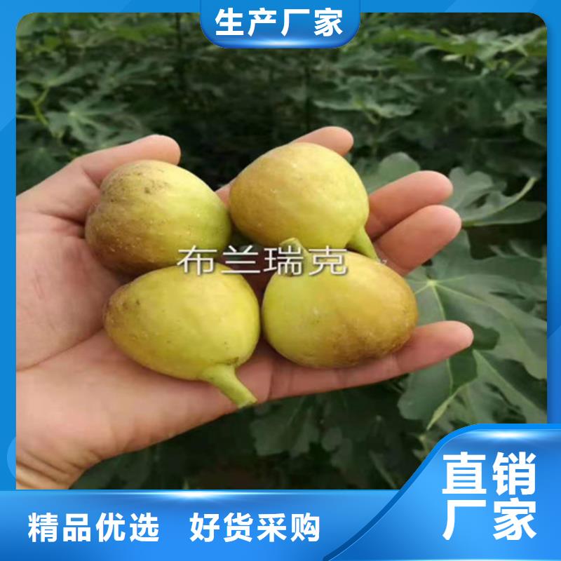 无花果大棚草莓苗源头工厂讲信誉保质量