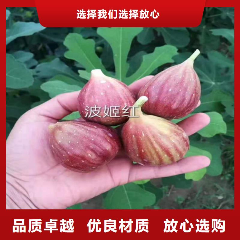 【无花果_嘎啦苹果苗货品齐全】多种规格可选