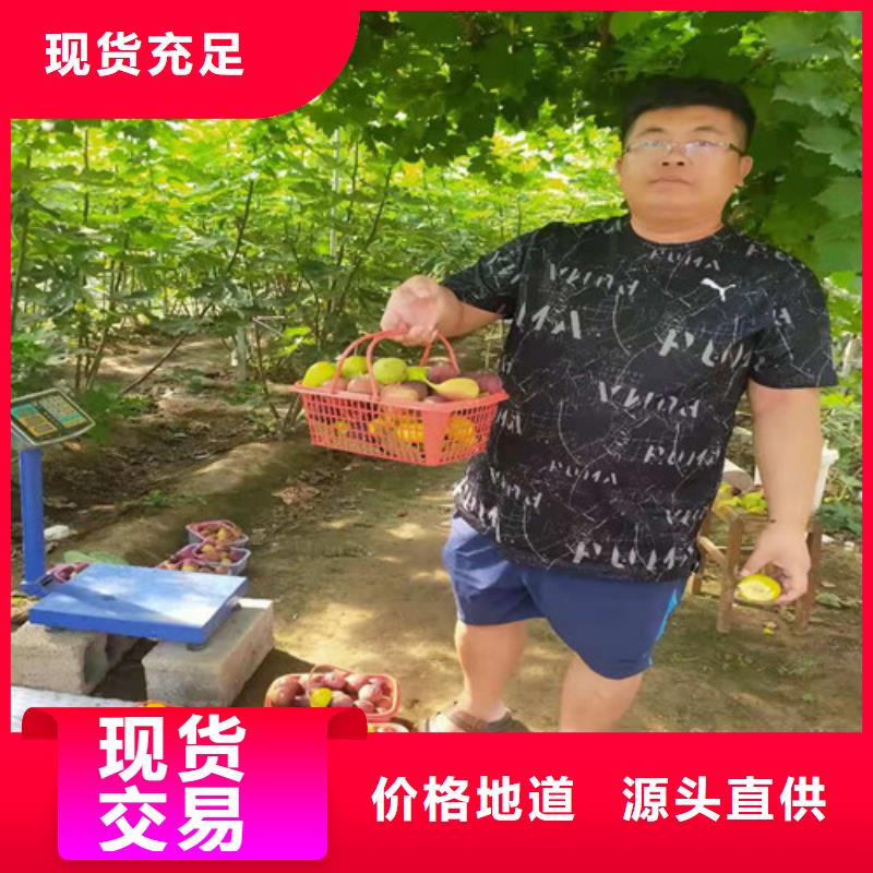 无花果玉露香梨苗多行业适用当地公司