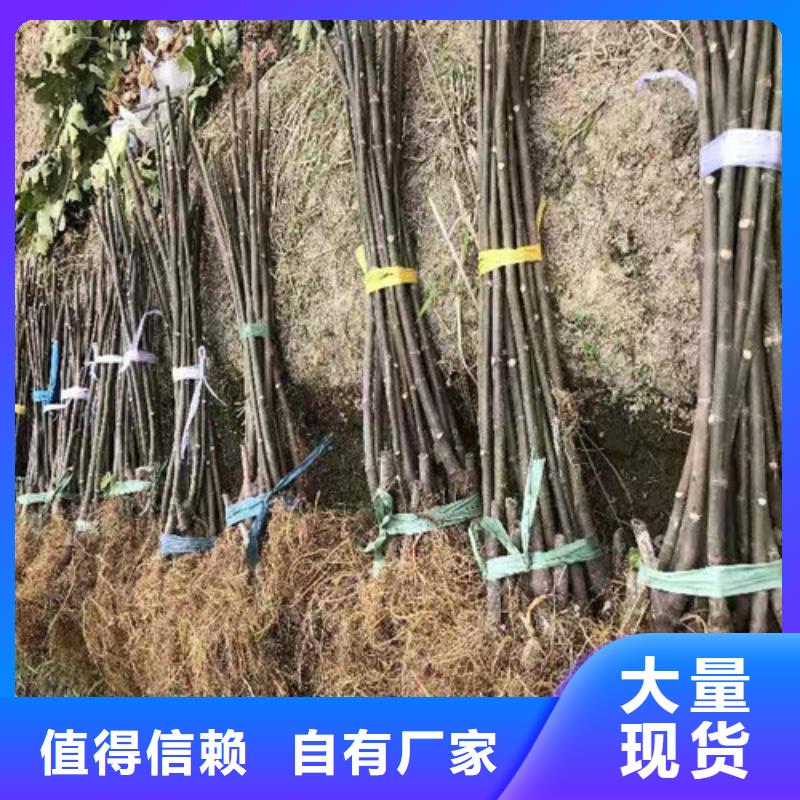 无花果-葡萄苗货品齐全品质商家