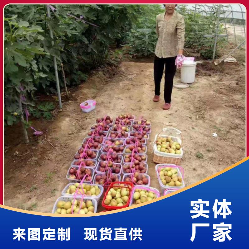 无花果板栗苗用品质说话现货齐全售后无忧