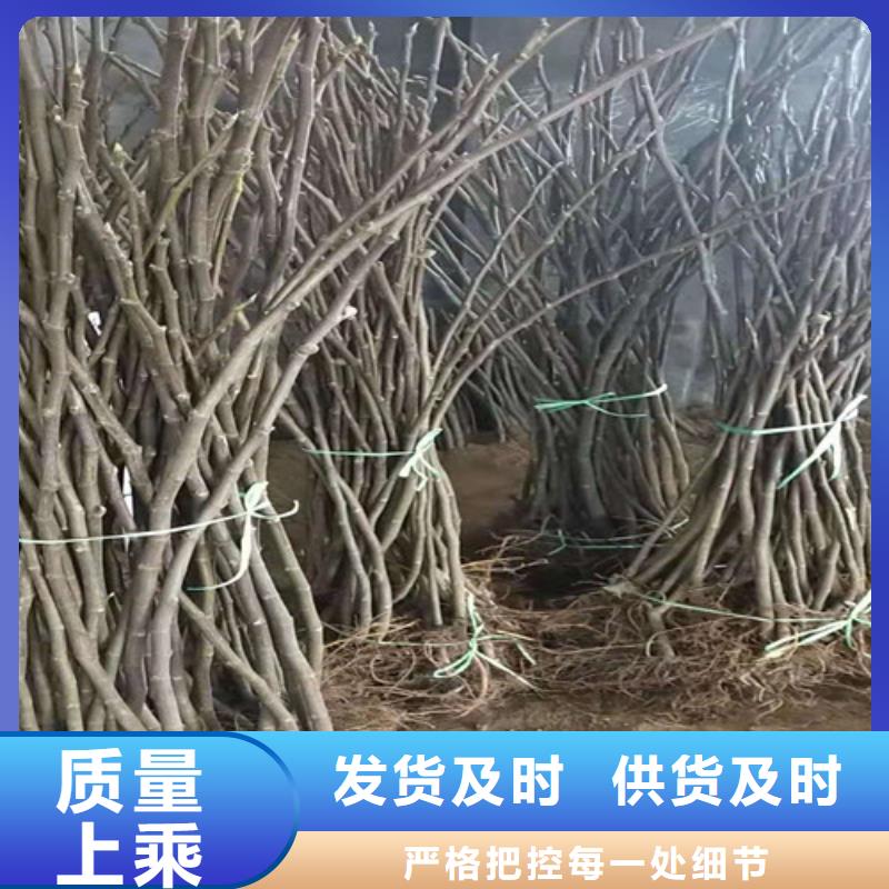 无花果山楂苗多年行业积累价格实惠工厂直供