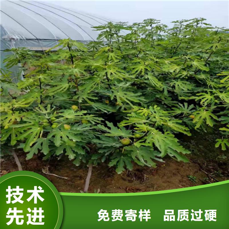 无花果-蓝莓苗快速报价推荐商家