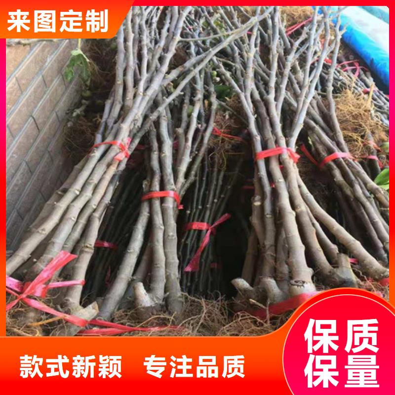 无花果,【珍珠油杏】细节决定成败源头厂家量大价优