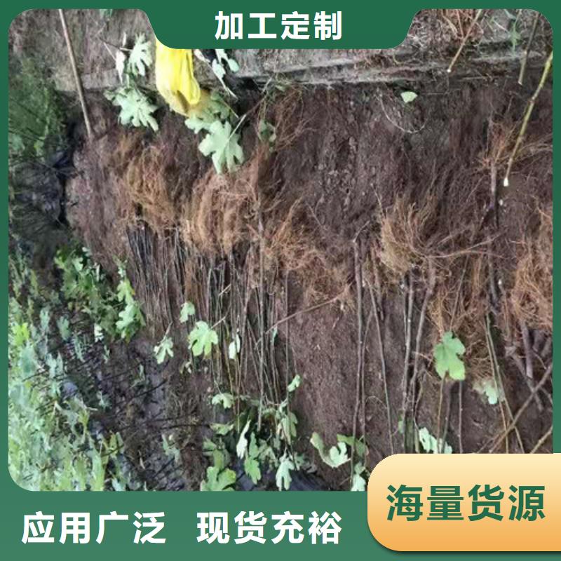 无花果【草莓苗】品质做服务本地厂家值得信赖