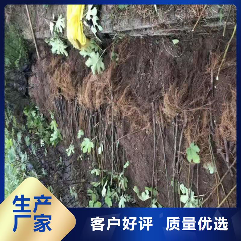 【无花果苹果苗粘木厂家直销供货稳定】品质无所畏惧