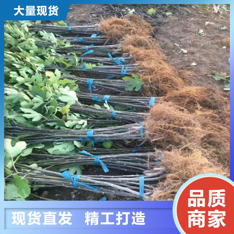 无花果樱桃树苗生产加工附近品牌