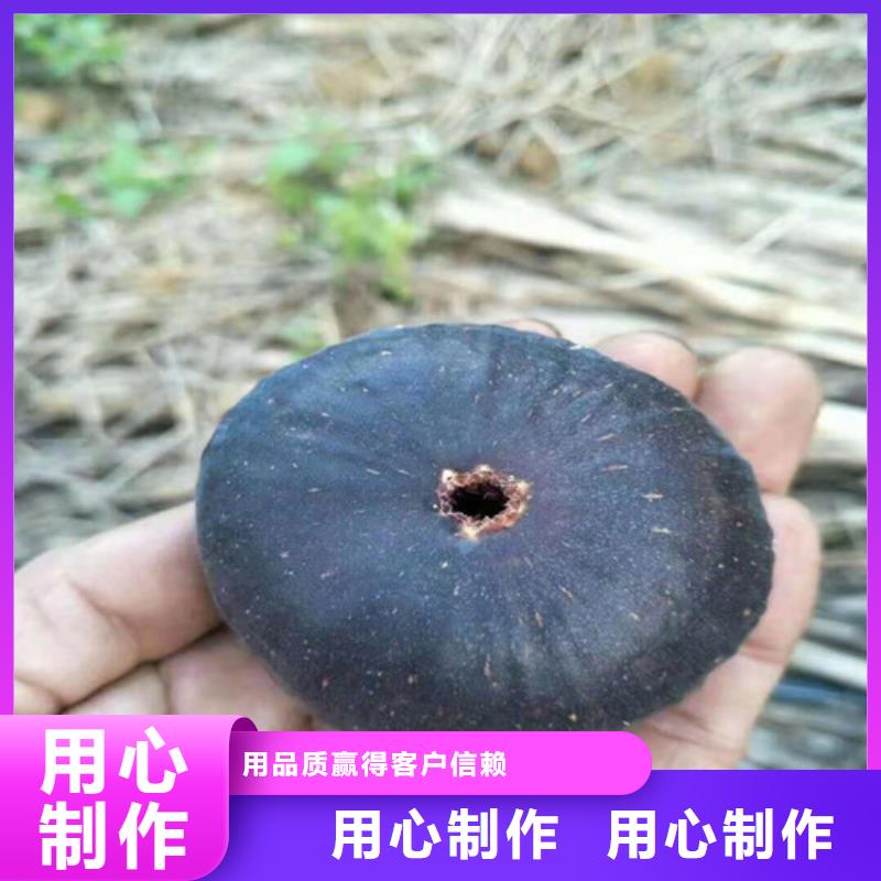 无花果梨树苗送货上门高标准高品质