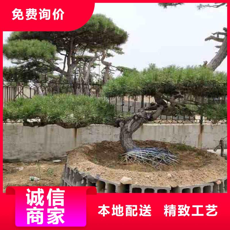 造型松黑松标准工艺本地生产商