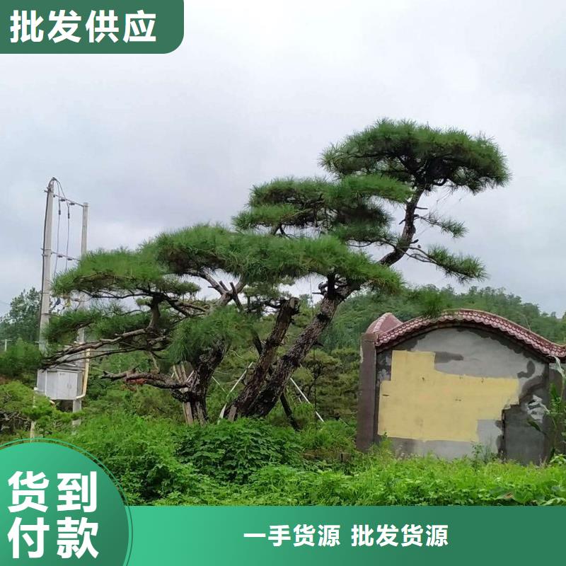 【造型松源头实体厂商】量大更优惠