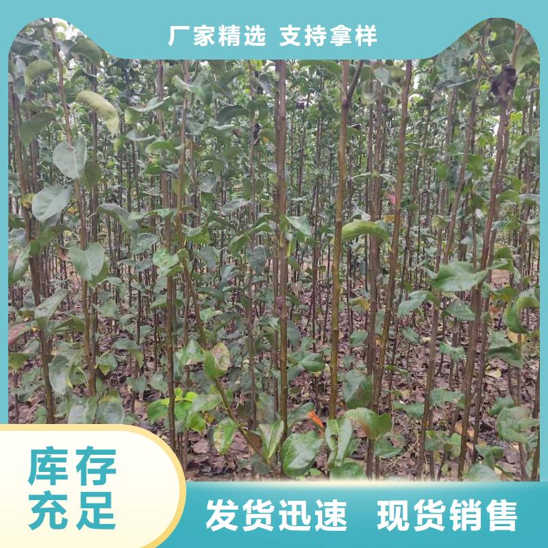 梨【皇冠梨树苗】厂家质量过硬分类和特点