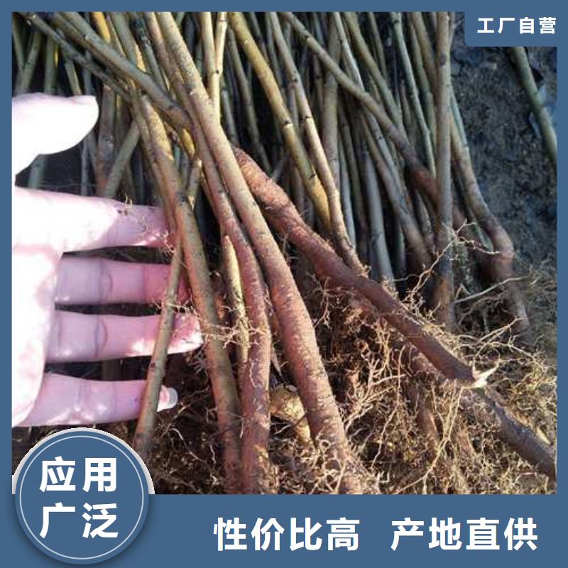 杜梨【奥红全红梨树苗】标准工艺好厂家有担当