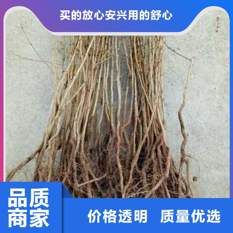 【杜梨-黄冠梨树苗精品优选】快捷的物流配送