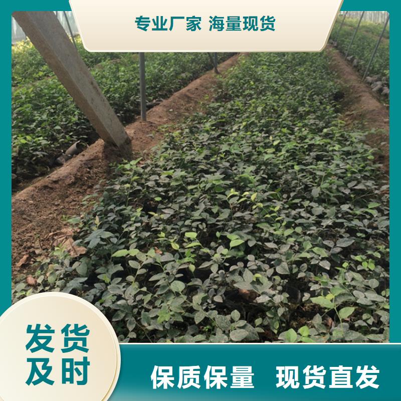 蓝莓苗梨树苗高标准高品质量大更优惠