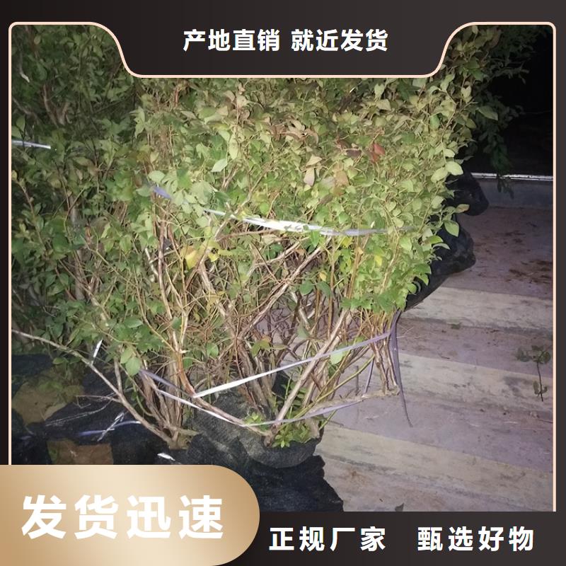 【蓝莓苗_无花果苗联系厂家】厂家货源稳定