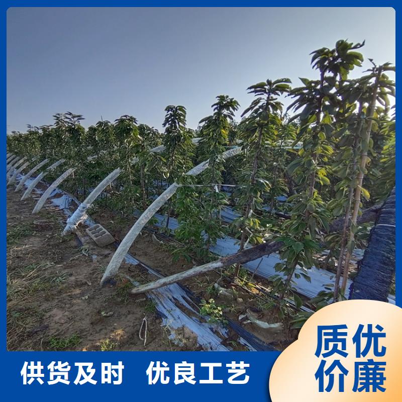 樱桃苹果苗源头厂家量大价优优选厂商