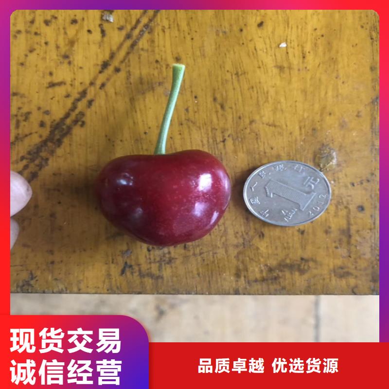 樱桃蓝莓苗精心推荐当地公司