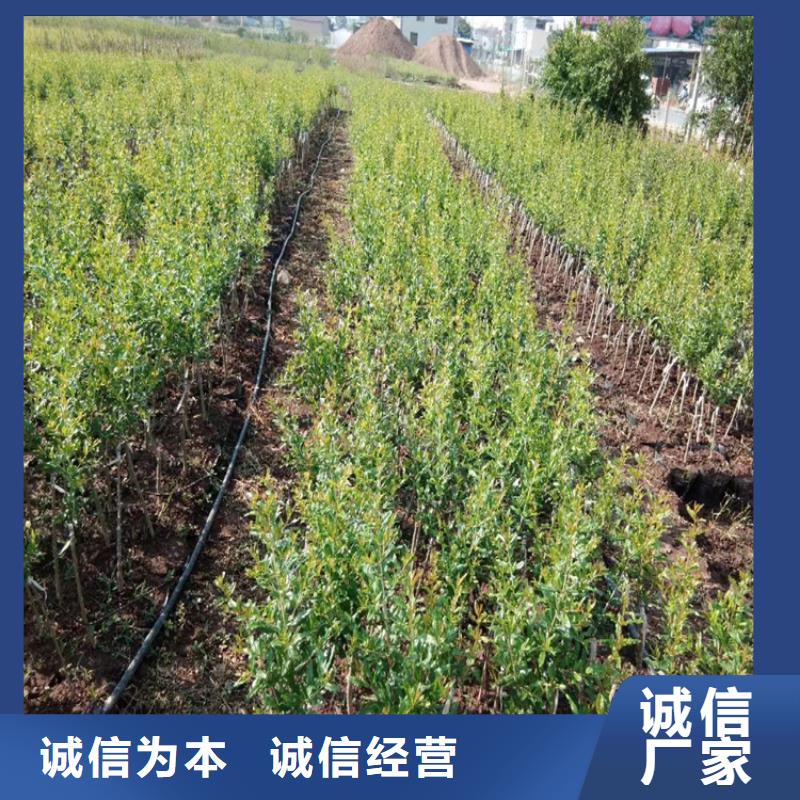 石榴-苹果苗品牌专营现货实拍