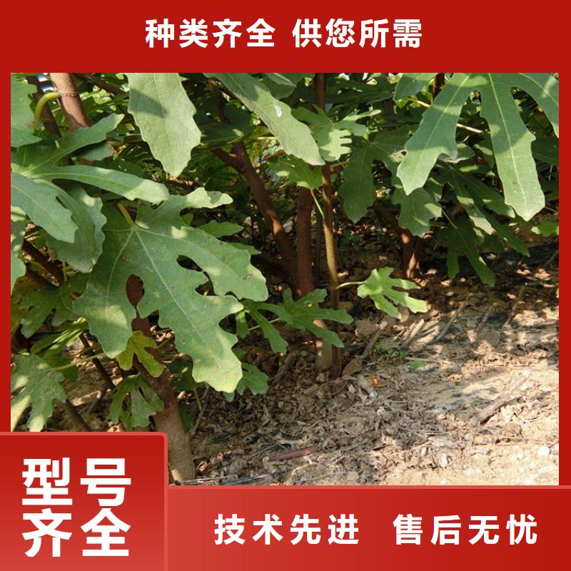 无花果杏树苗优质工艺讲信誉保质量