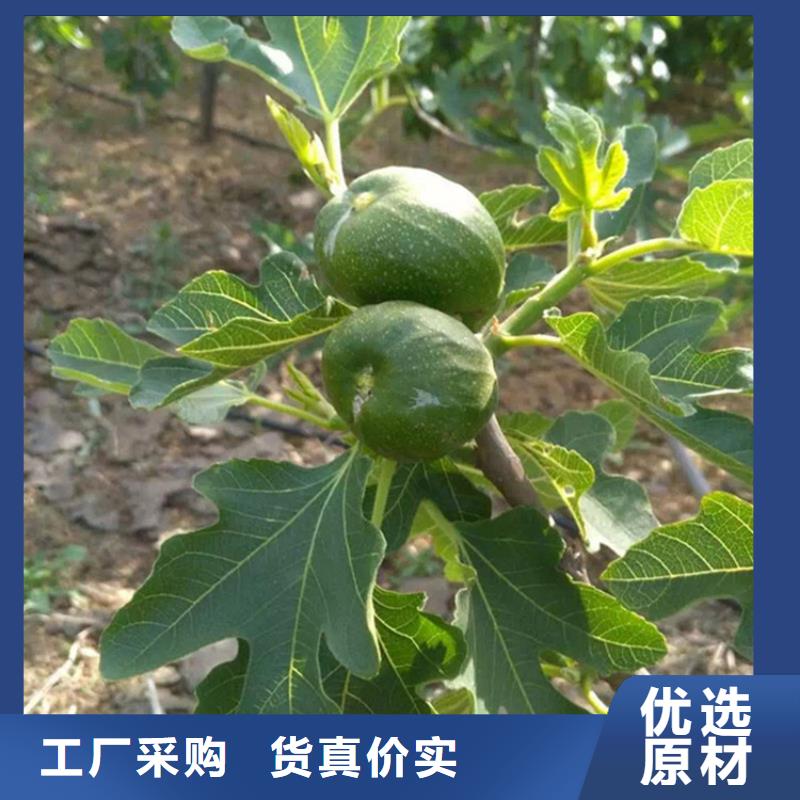 【无花果】樱桃苗用心做好细节市场报价