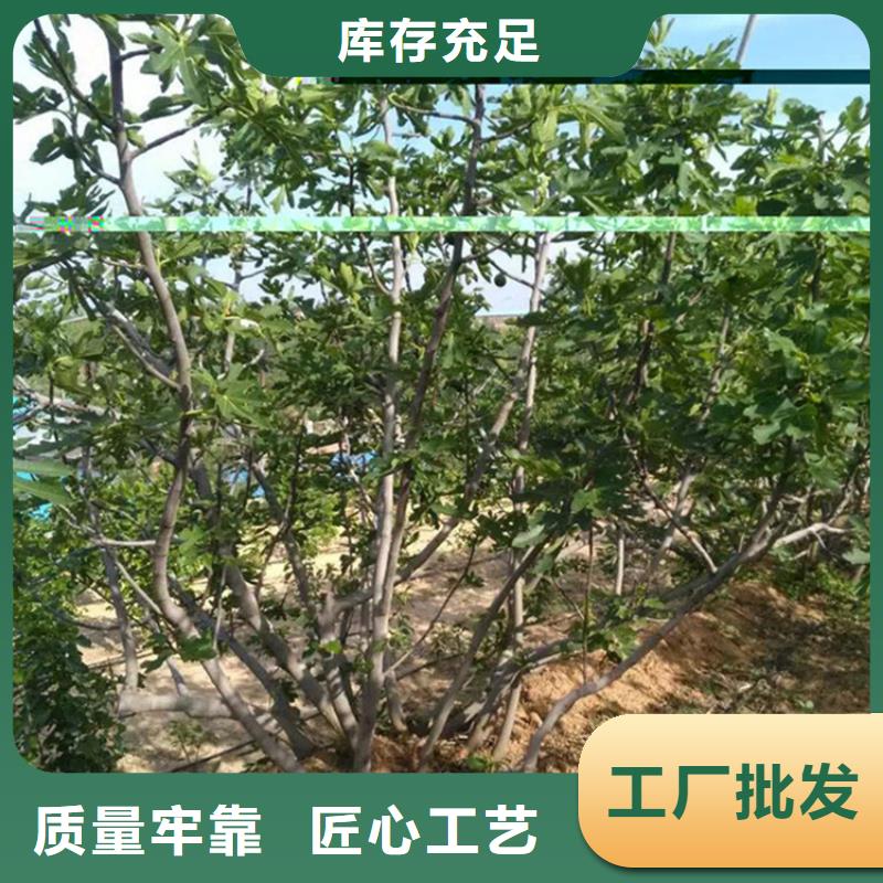 无花果石榴树苗省心又省钱同城供应商