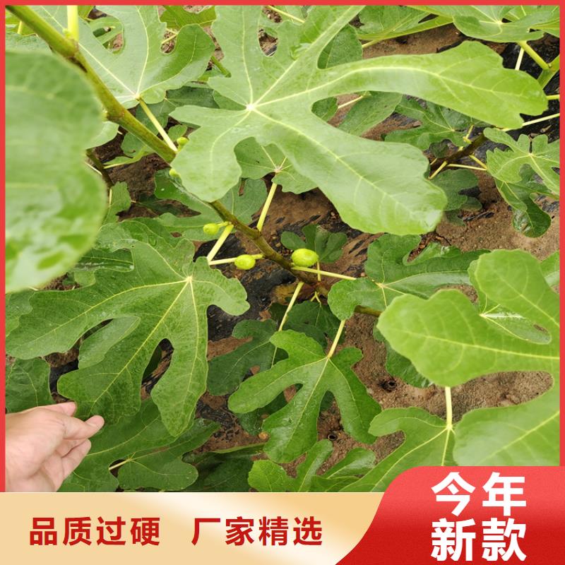 【无花果】苹果苗现货充裕同城厂家