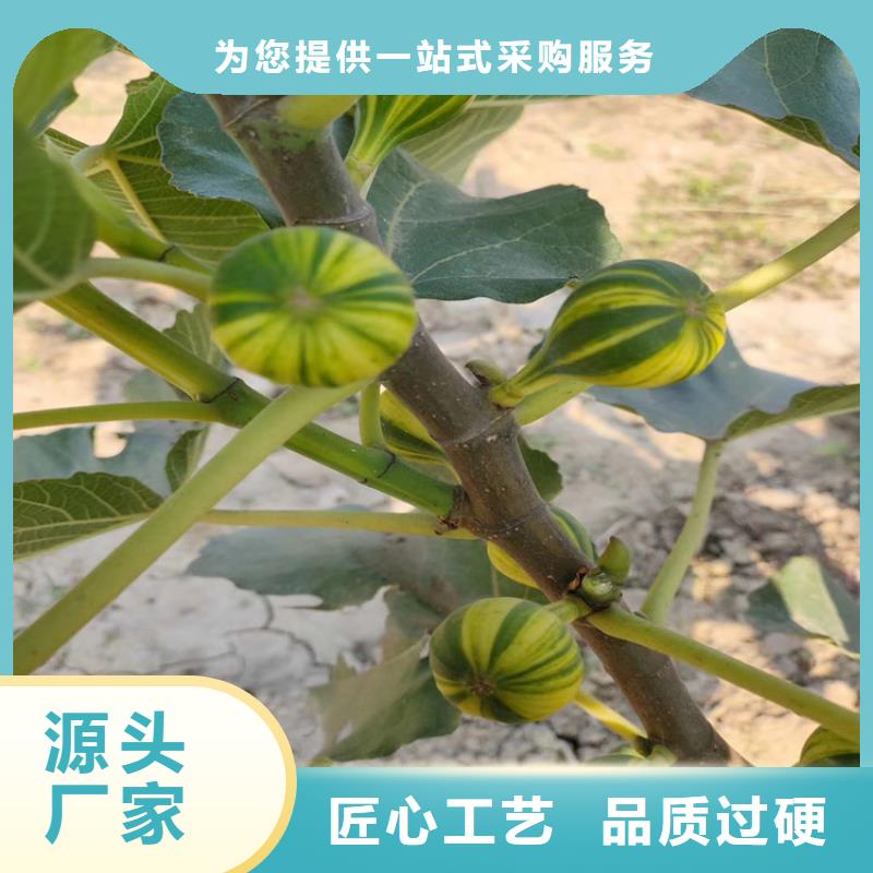 无花果樱桃苗源厂直接供货打造行业品质