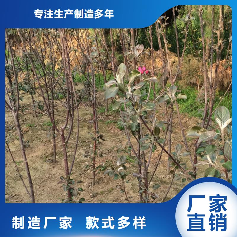 【苹果石榴树出厂严格质检】专业信赖厂家