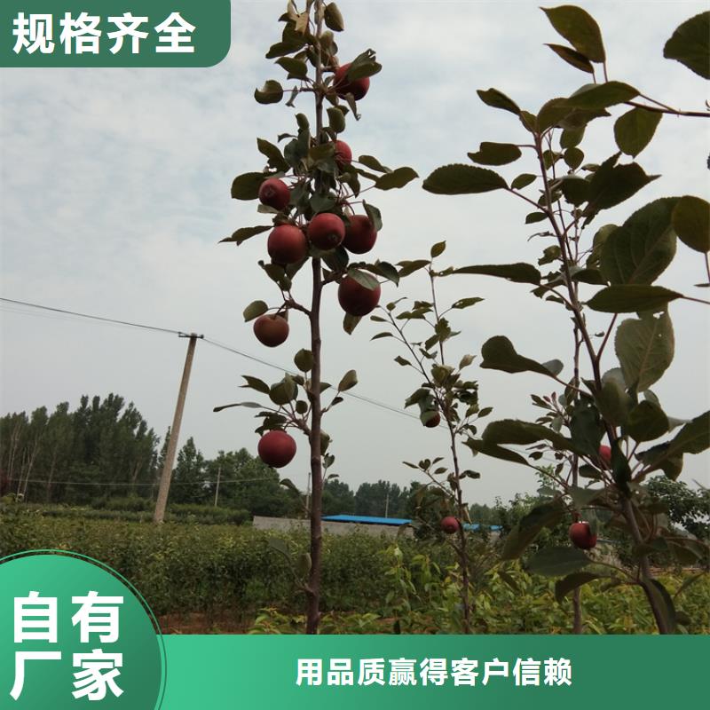 苹果【蓝莓苗】现货销售库存充足