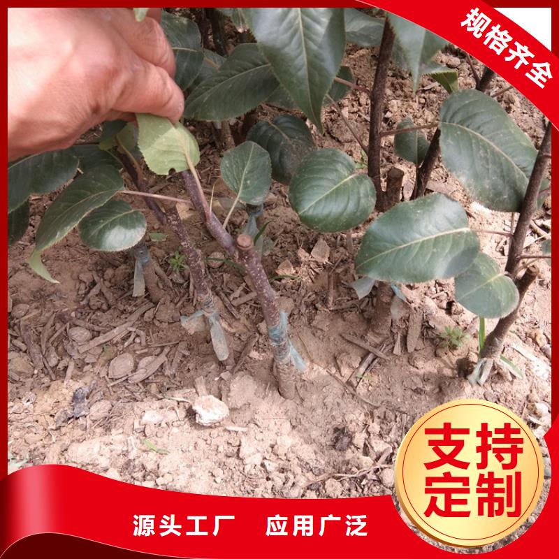 梨树奶油草莓大量现货供应本地生产商