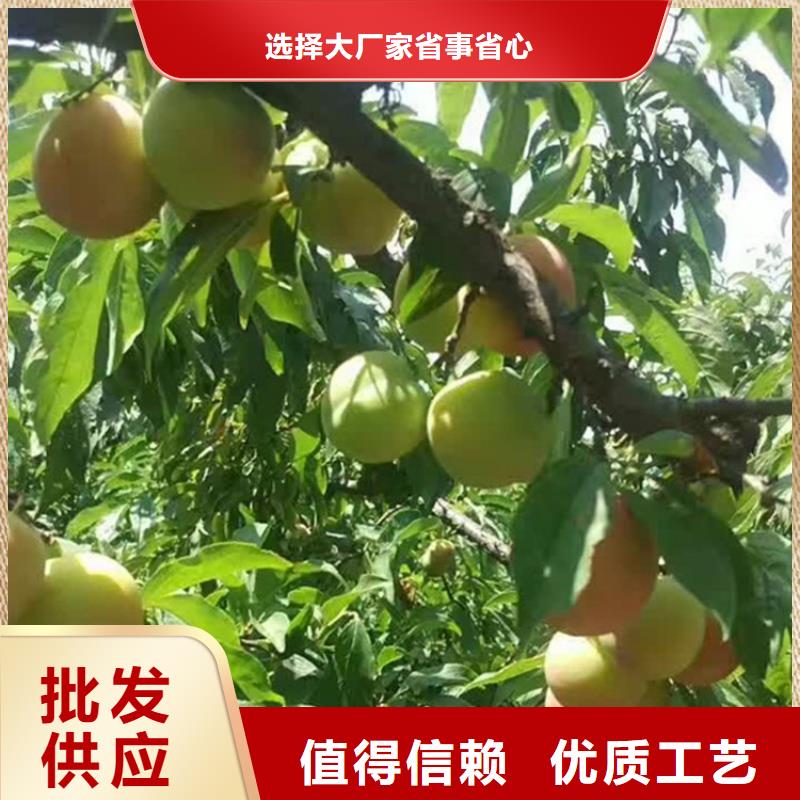 李子梨树苗优质原料同城货源