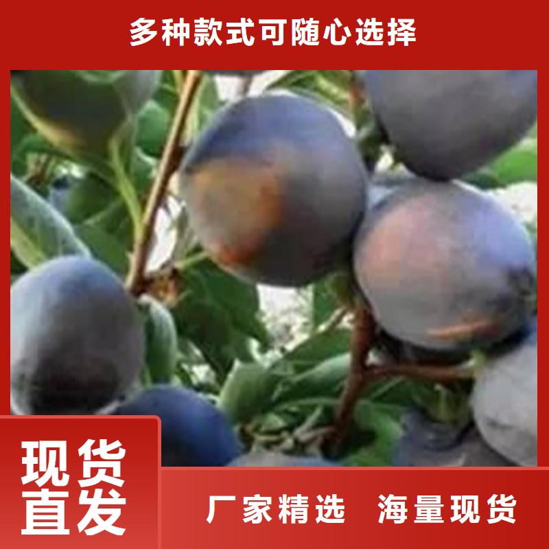 柿子苹果苗质量无忧精工细致打造