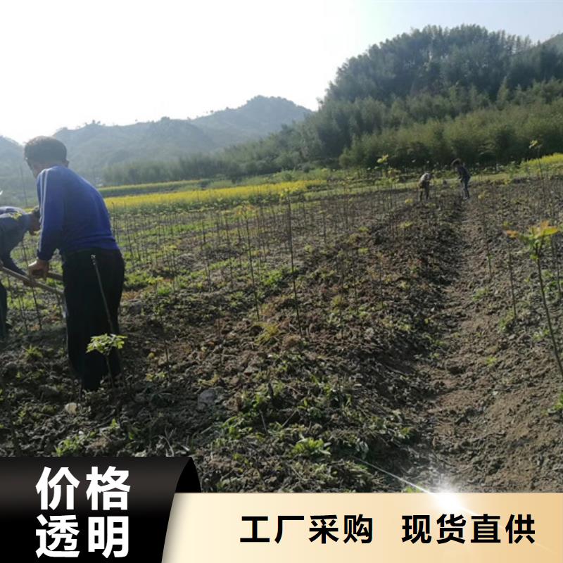 碧根果无花果苗好品质用的放心生产经验丰富