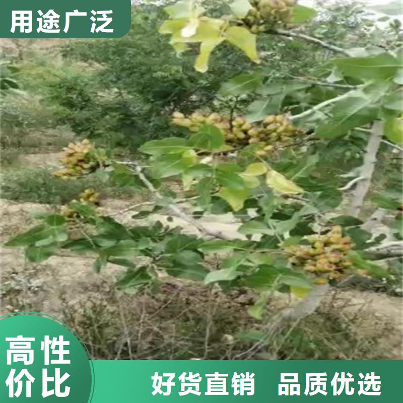 开心果板栗苗实力厂家严格把关质量放心