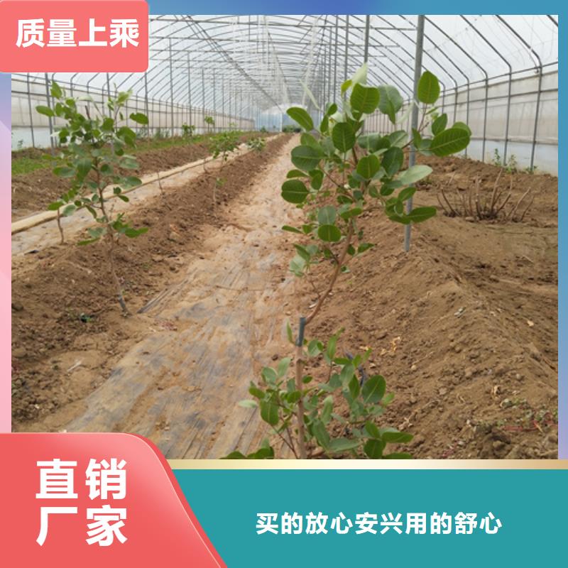 【开心果】苹果苗免费回电保质保量