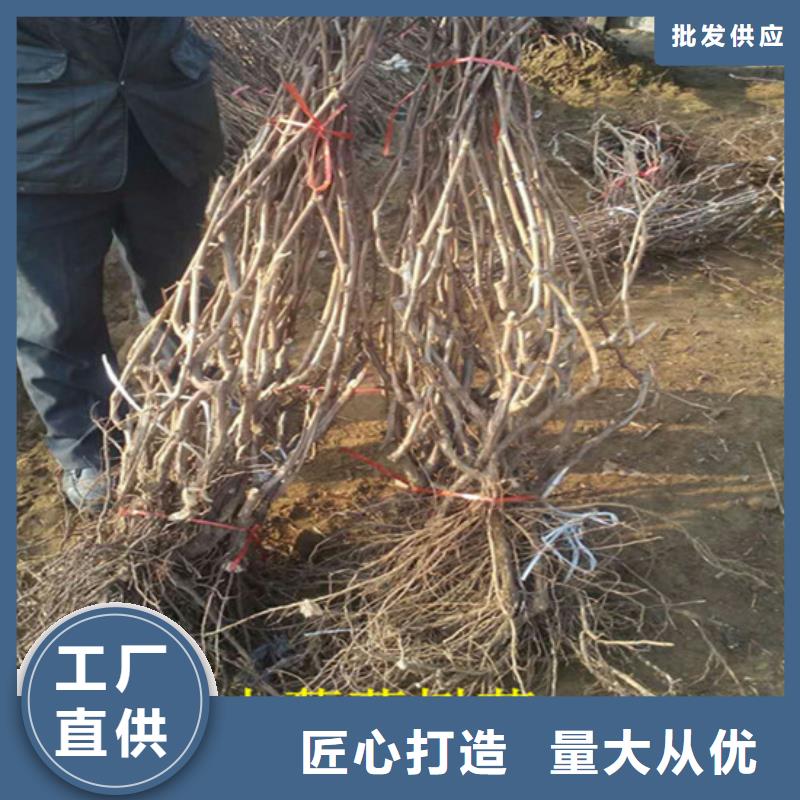 东方市占地葡萄树价格多少专业完善售后