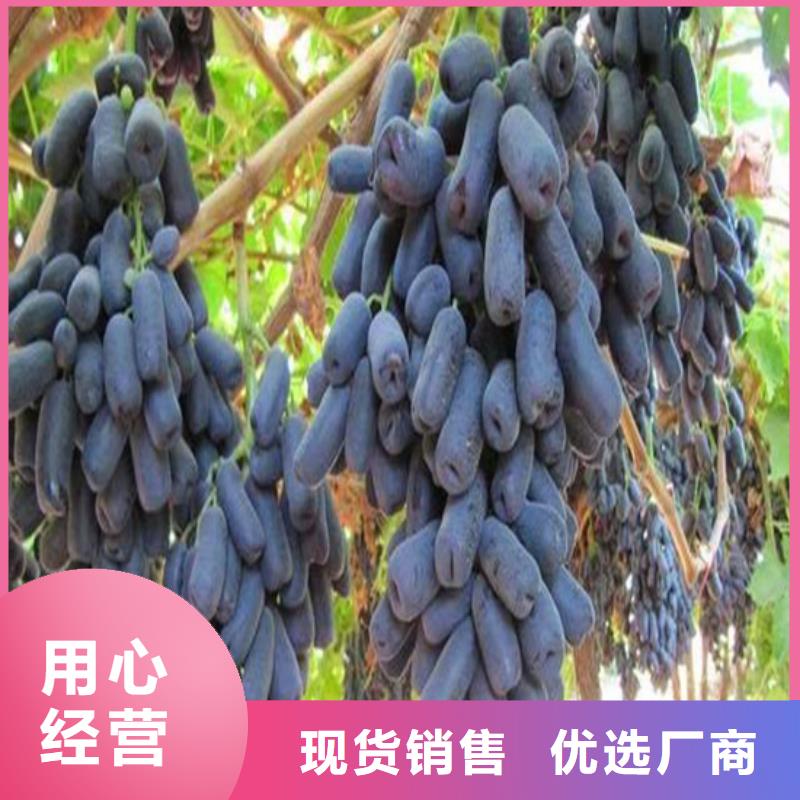 无核葡萄苗批发现货