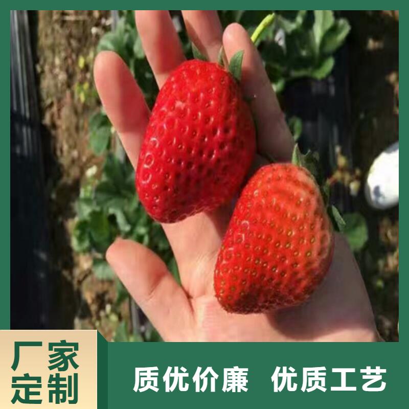 一年生甜宝草莓苗，甜宝草莓苗厂家供应大厂生产品质