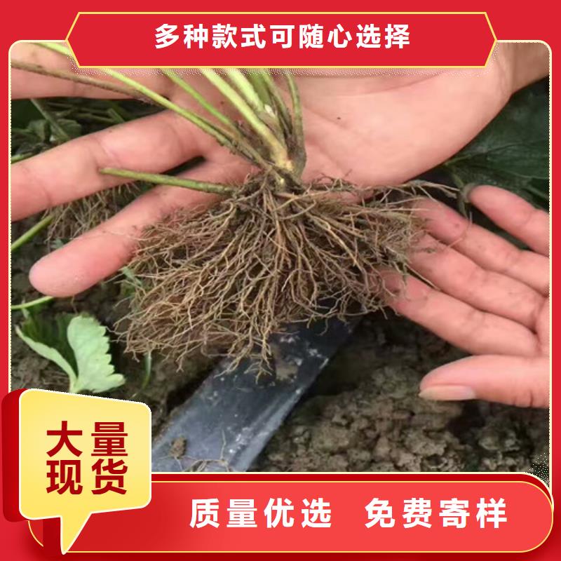 桃熏草莓苗当地货源