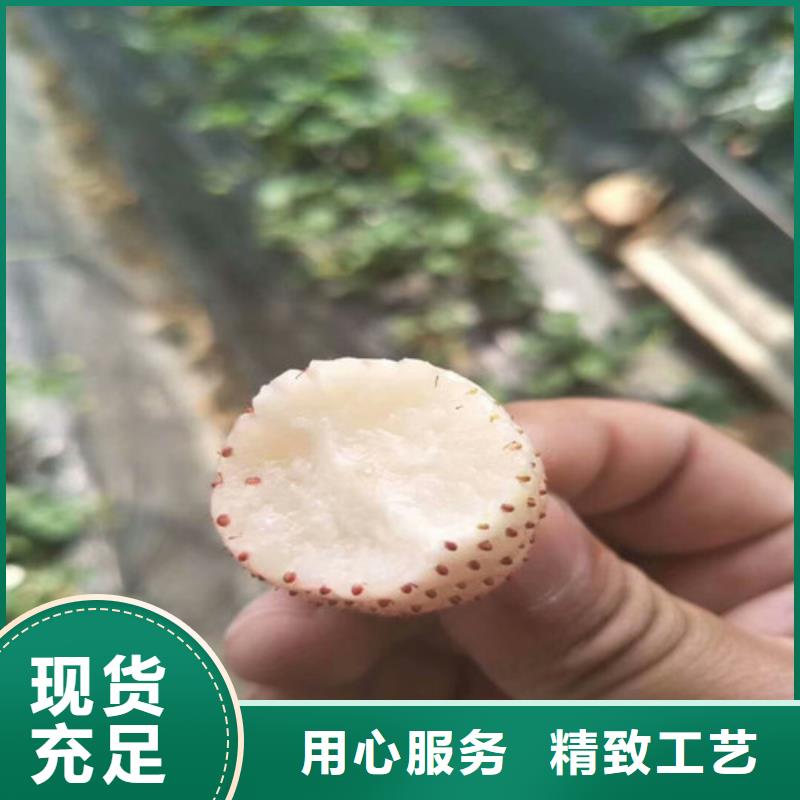 哪里买甜宝草莓苗，甜宝草莓苗种植地区当地生产厂家