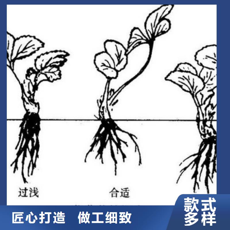 圣诞红草莓苗工厂现货厂家直销省心省钱