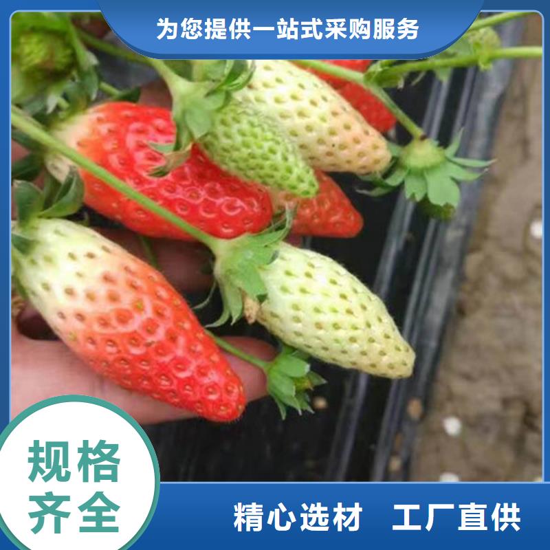 妙香草莓苗当地品牌